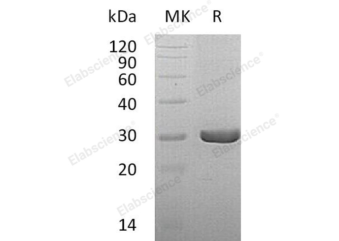 Валидация Elabscience PKSH032355(2844)