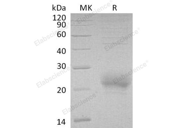 Валидация Elabscience PKSH032204(2722)
