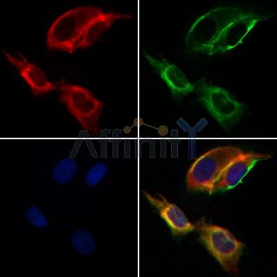 Валидация Affinity AF5253 - 2758