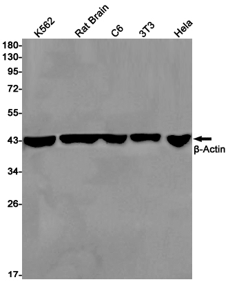 Валидация AssayVector ARM2929(5655)