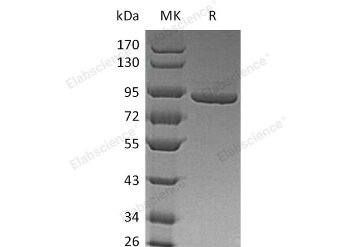 Валидация Elabscience PKSH032890(3293)