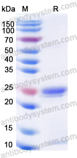 Валидация AntibodySystem YHH39801