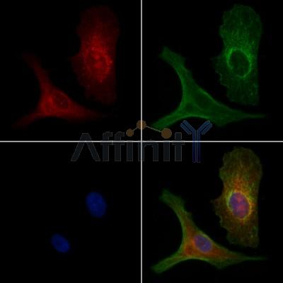 Валидация Affinity AF6247 - 3495