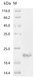 SDS-PAGE