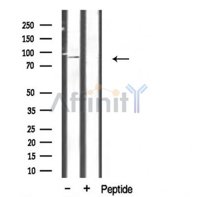 Валидация Affinity DF3939 - 15132