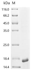 SDS-PAGE
