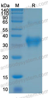 Валидация AntibodySystem AHC84101