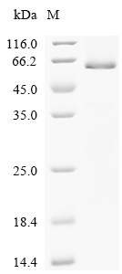 SDS-PAGE