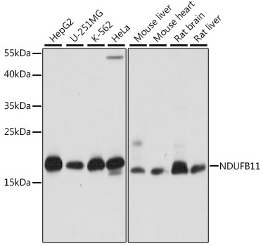 Валидация Elabscience E-AB-66501
