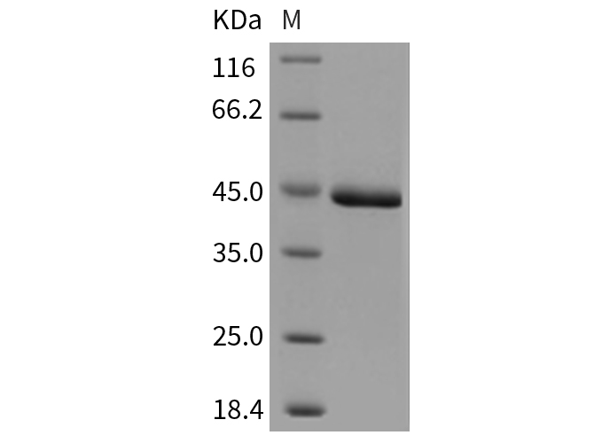 Валидация Elabscience PKSM040433(4431)