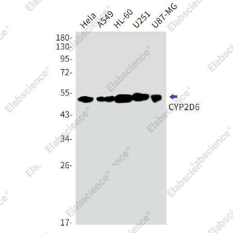 Вестерн-блоттинг, CYP2D6, клетки HeLa, A549, HL-60, U251, U87-MG