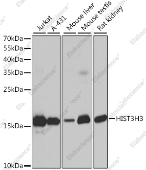 Вестерн-блоттинг, Histone H3, ткань легкого крысы