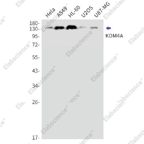 Вестерн-блоттинг, KDM4A, клетки HeLa, A549, HL-60, U2OS, U87-MG