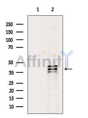 Валидация Affinity DF13784 - 9454