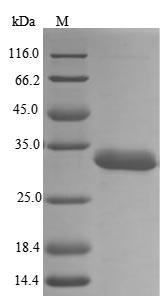 SDS-PAGE