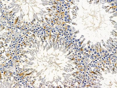 Валидация Affinity DF9353 - 21855