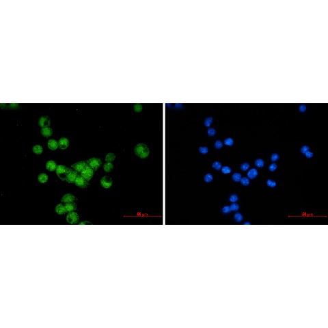 Валидация Elabscience E-AB-81550