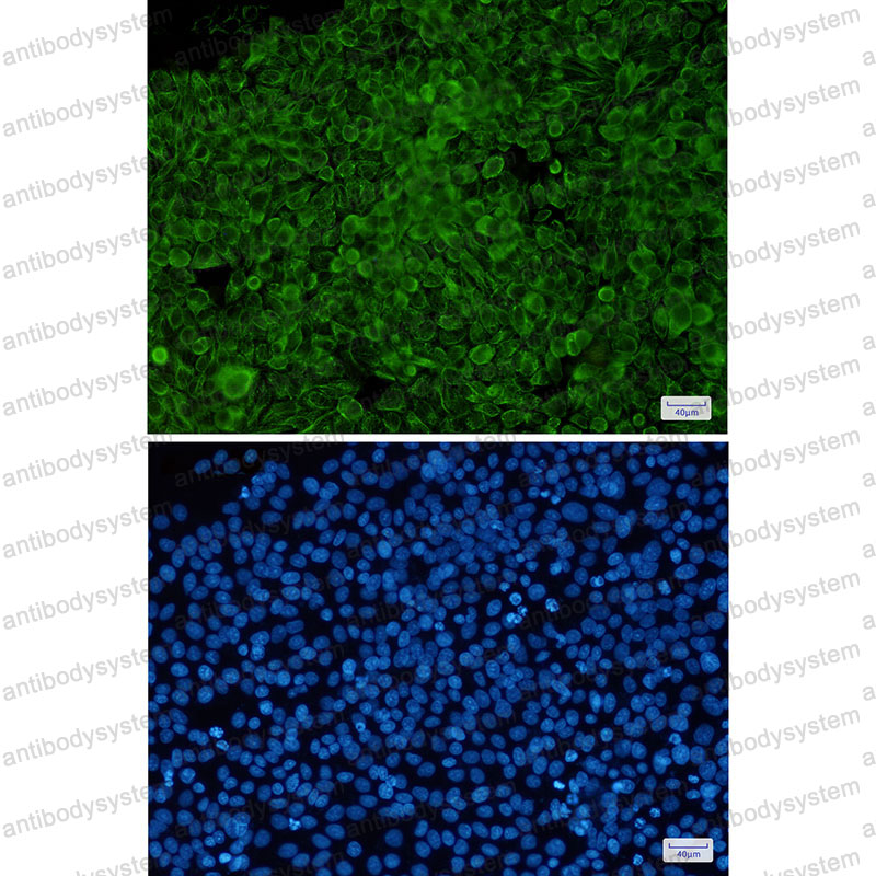 Валидация IF - AntibodySystem RHC17903