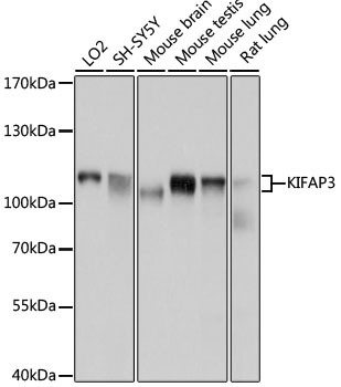 Валидация Elabscience E-AB-63794