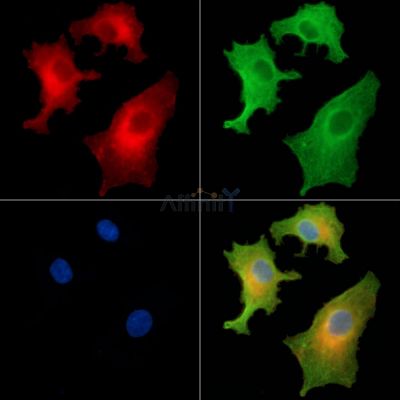 Валидация Affinity DF8967 - 21151