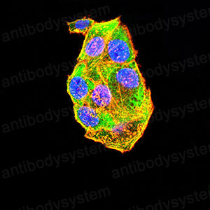 Валидация IF - AntibodySystem RHC12101