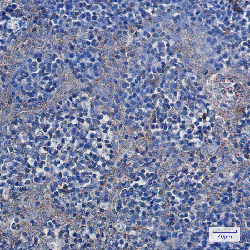 Валидация AntibodySystem RHD33301