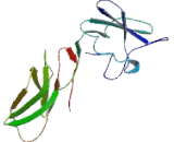 Interleukin 3 Receptor Alpha (IL3Ra) Interleukin 3 Receptor Alpha (IL3Ra)