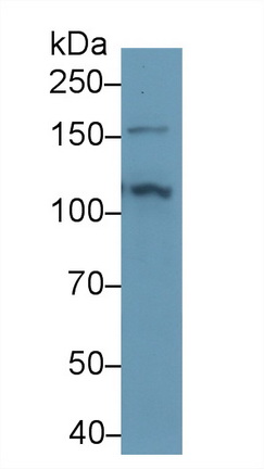 13583