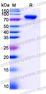 EHD30802, SDS-PAGE
