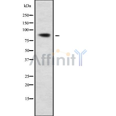 Валидация Affinity DF9342 - 21833