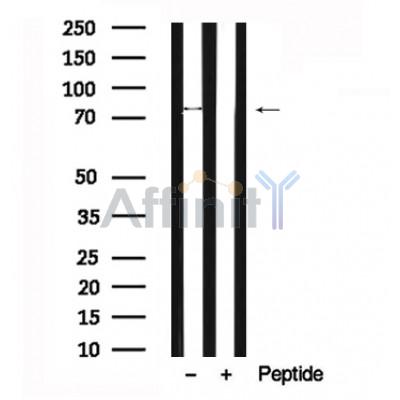 Валидация Affinity AF7661 - 4340