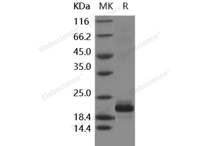 Валидация Elabscience PKSH031856(2481)