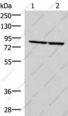 Вестерн-блоттинг, ABLIM3, клетки PC3 и NIH/3T3