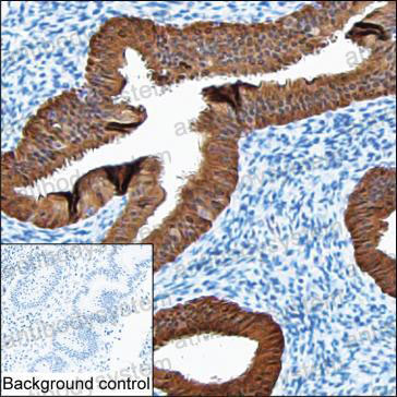 Валидация AntibodySystem RHK45202
