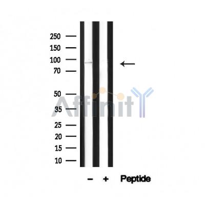 Валидация Affinity AF4692 - 2308