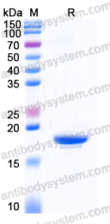 YHE37901, SDS-PAGE