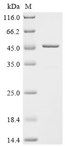 SDS-PAGE