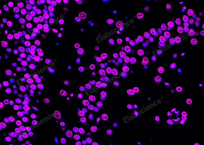 Валидация Elabscience E-CK-A324 - 101