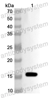Валидация AntibodySystem PHA93901