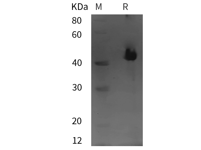 Валидация Elabscience PDEH101041(433)