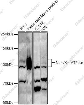 Вестерн-блоттинг, Na+/K+-ATPase, различные клеточные линии