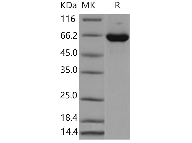 Валидация Elabscience PKSM040682(4662)