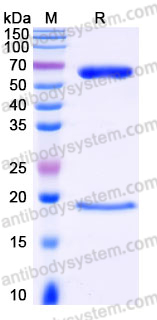 AHJ24003, SDS-PAGE