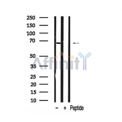 Валидация Affinity AF7904 - 4649