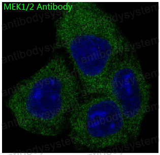 Валидация IF - AntibodySystem RHF95503