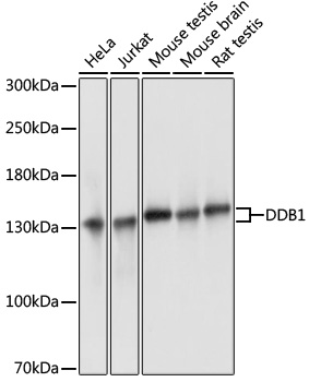 Валидация Elabscience E-AB-65453