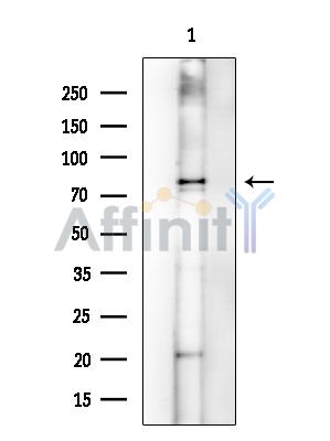 Валидация Affinity DF15984 - 12514