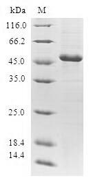 SDS-PAGE