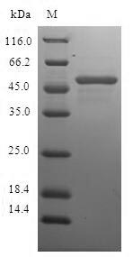 SDS-PAGE