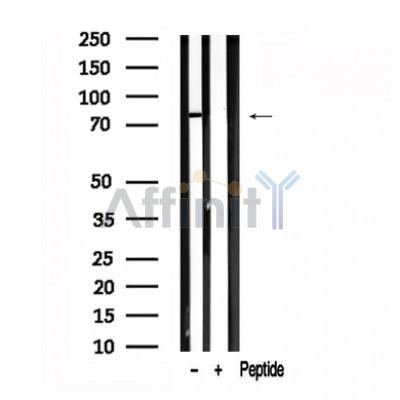 Валидация Affinity AF7588 - 4254